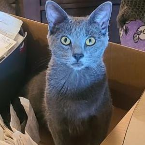Lost Cat Chicharron