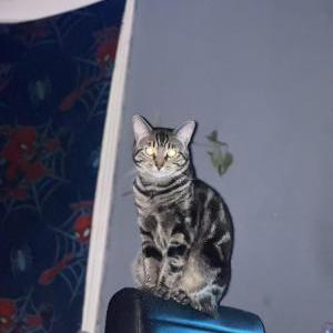 Image of Scar, Lost Cat