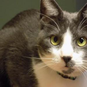 Lost Cat Marius