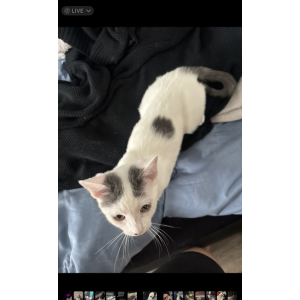 Image of Lexi, Lost Cat