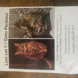 Image of Freyja, Lost Cat