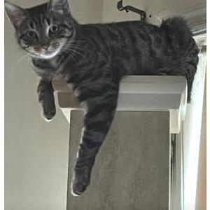 Image of Bella, Lost Cat