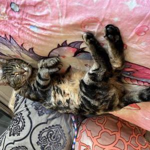Image of Bonsai, Lost Cat