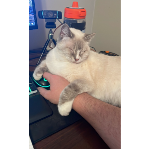 Lost Cat Bianca