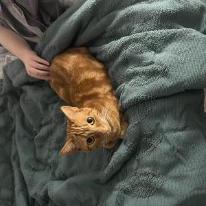 Image of Nemo, Lost Cat
