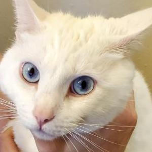 Image of AL, Lost Cat