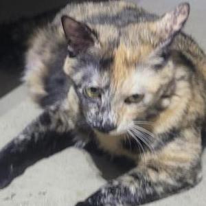 Found Cat unknown