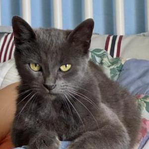 Found Cat unknown
