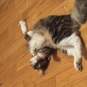 Image of Unknown, Found Cat