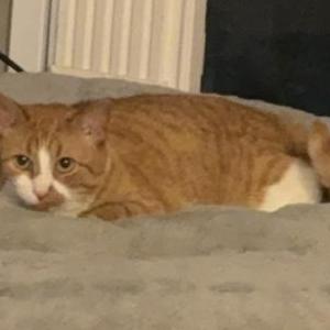 Lost Cat Jeremy