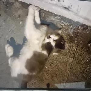 Image of Tuna, Lost Cat