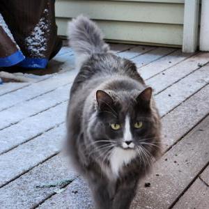 Image of Willow Woodard, Lost Cat