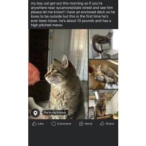 Lost Cat Boy