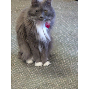 Image of Emmitt, Lost Cat