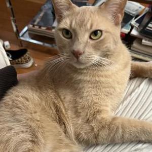 Image of Glacier, Lost Cat