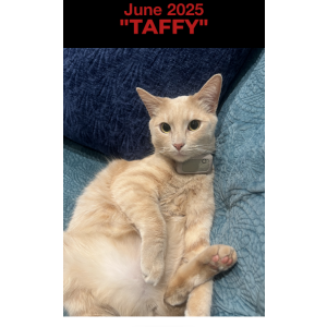 Image of Taffy, Lost Cat
