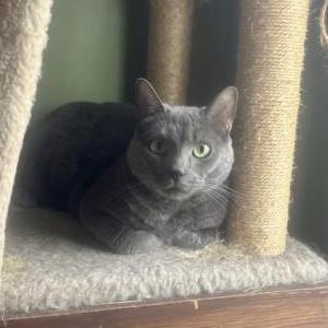 Image of Clout, Lost Cat