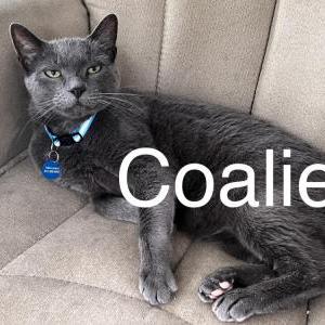 Image of Blossie and Coalie, Lost Cat