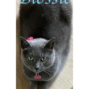 2nd Image of Blossie and Coalie, Lost Cat