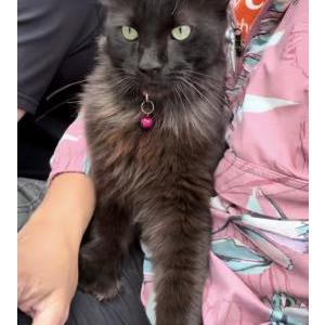 Lost Cat Stevie Thumbs