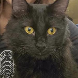 Lost Cat ozzy