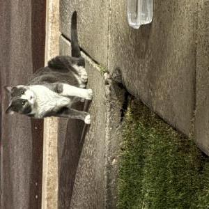 Image of Moon, Found Cat