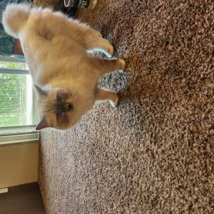Found Cat Unknown