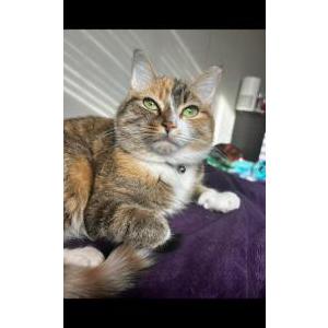 Image of Lola, Lost Cat