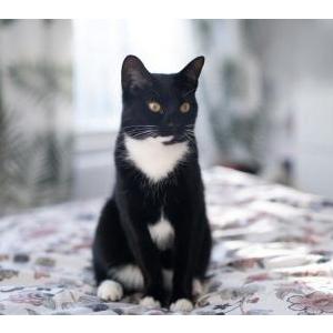 Image of Bibi, Lost Cat