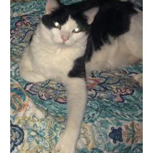 Lost Cat Sanchez