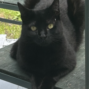 Lost Cat Violet