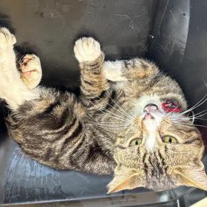 Found Cat Unknown