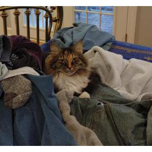 Lost Cat Fiona