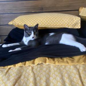 Lost Cat Tom