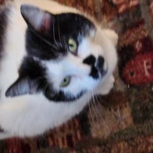 Lost Cat Coraline