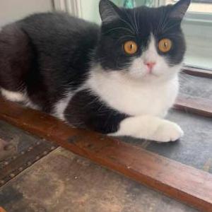 Lost Cat Mrs. Butterworth