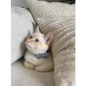 Image of Blaise, Lost Cat