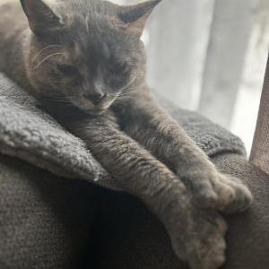 Lost Cat Luna