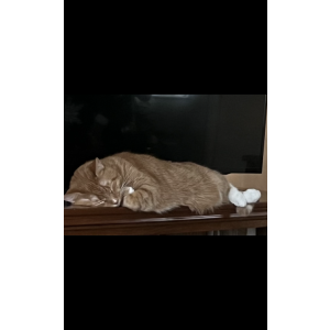 Lost Cat Tiger