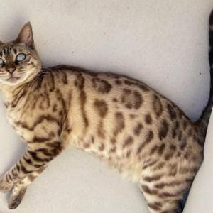 Image of Gala, Lost Cat