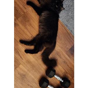 Image of Dexter, Lost Cat