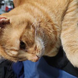 Lost Cat Milo