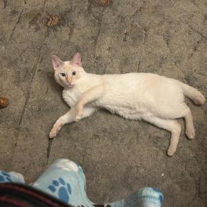 Image of Coco, Lost Cat