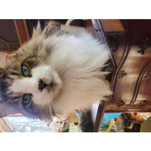 Lost Cat Ronin