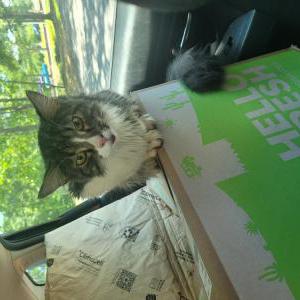 Image of Unknown, Found Cat