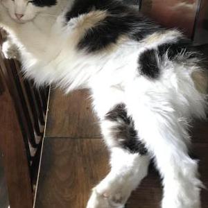 Image of Ripley, Lost Cat