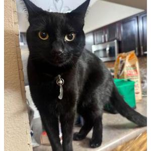 Image of Salem, Lost Cat