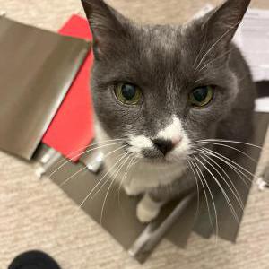 Image of Smokey, Lost Cat