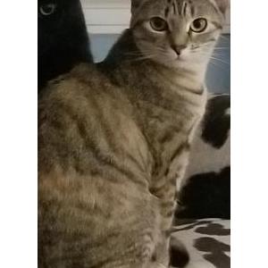 Lost Cat Lala