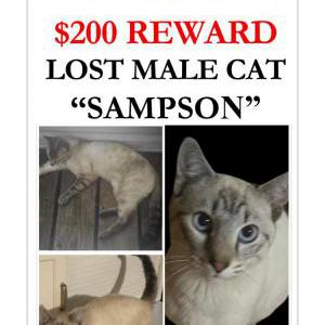Image of Sampson, Lost Cat